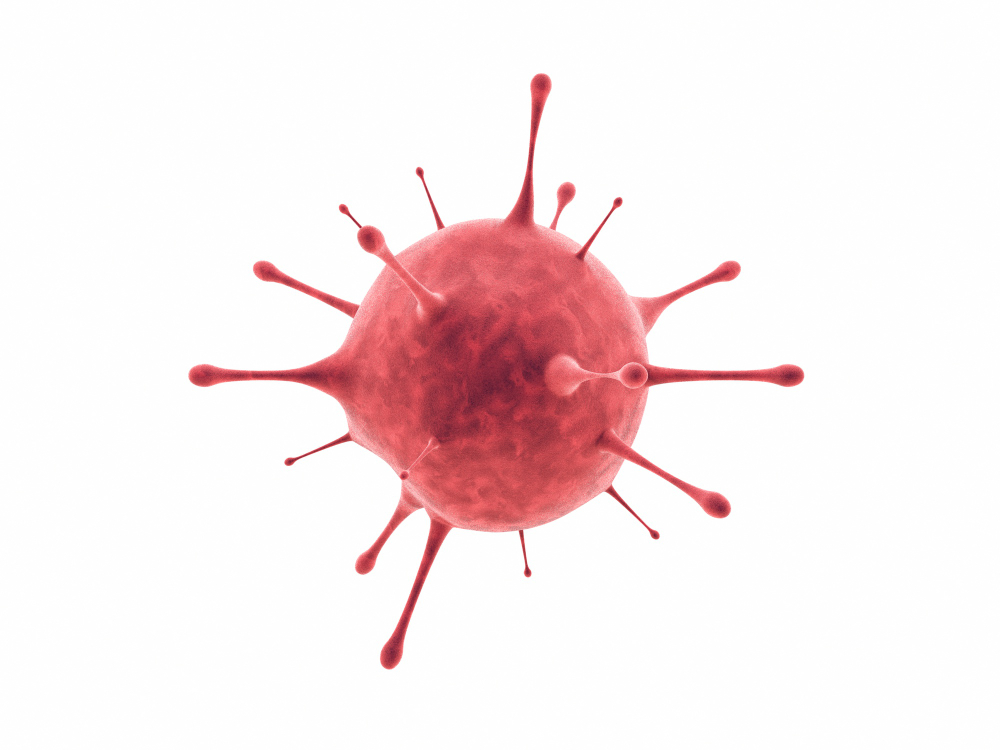 virus nipah